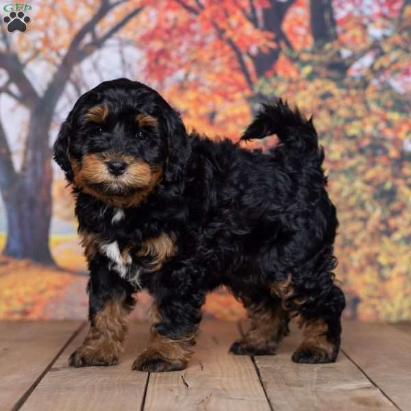 Julie, Mini Bernedoodle Puppy